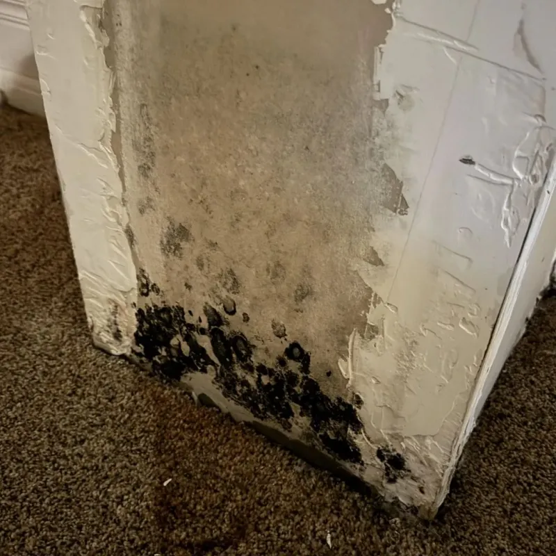 Professional Mold Removal in Montgomery, AL